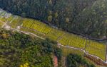 Rape Flower Sea in Upper and Lower Xiaoqi Villages