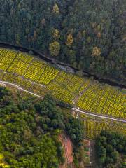 Rape Flower Sea in Upper and Lower Xiaoqi Villages