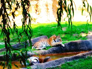 Memphis Zoo