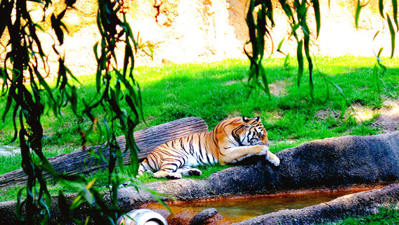 Zoológico de Memphis
