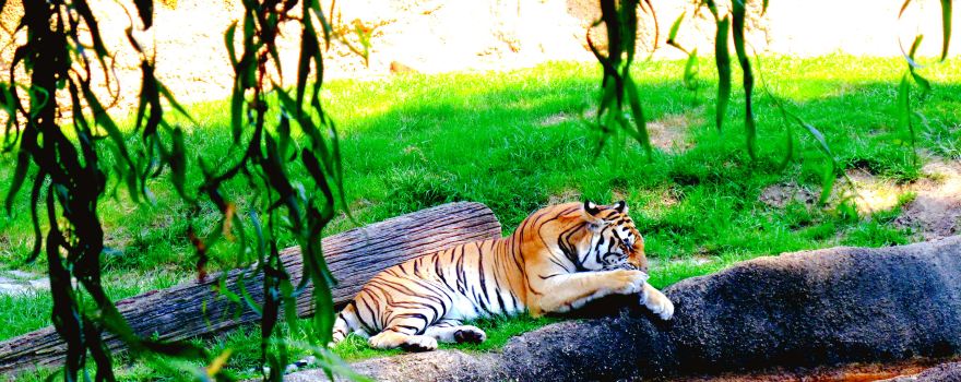 zoo di Memphis