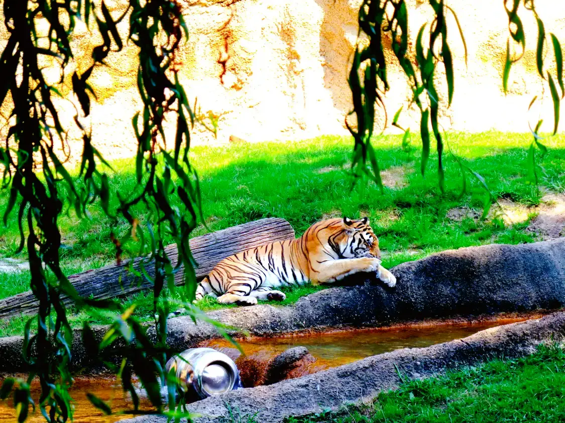 Hotels near Memphis Zoo