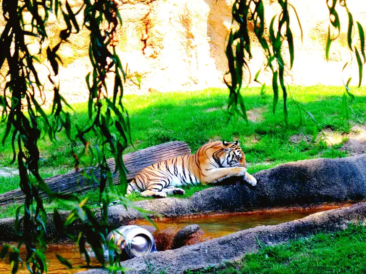 Hotels near Memphis Zoo