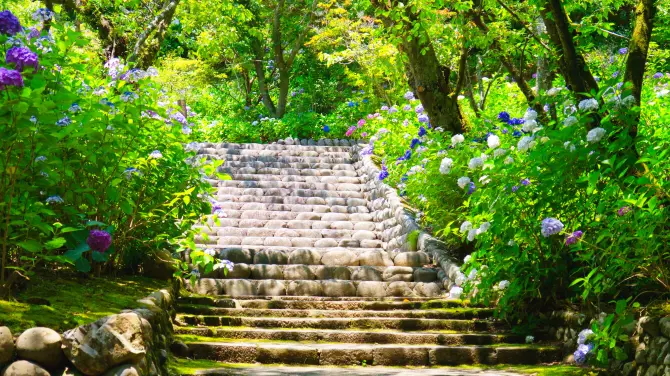 Hasedera