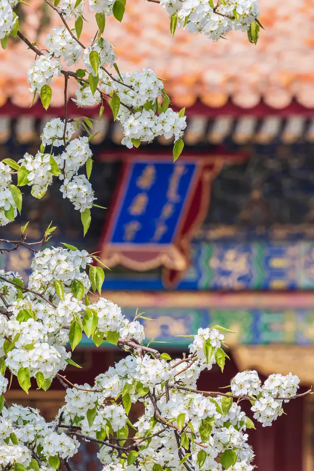 Pear Blossom Viewing in Beijing