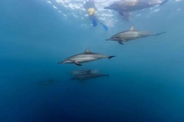 Dolphin Watching in Mauritius