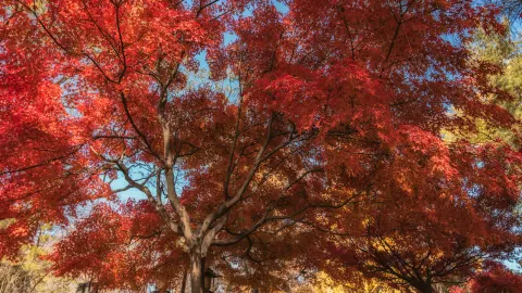 Fall Foliage Sightseeing in Xi'an attraction in Xi'an
