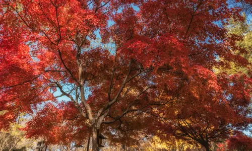 Fall Foliage Sightseeing in Xi'an