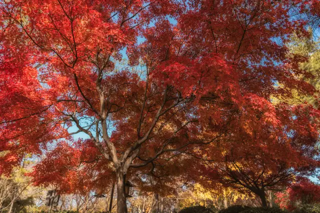 Fall Foliage Sightseeing in Xi'an