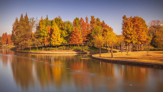 Metasequoia Tree Viewing in Shanghai