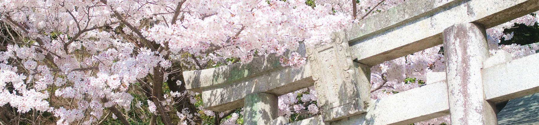Fioriture Primaverili