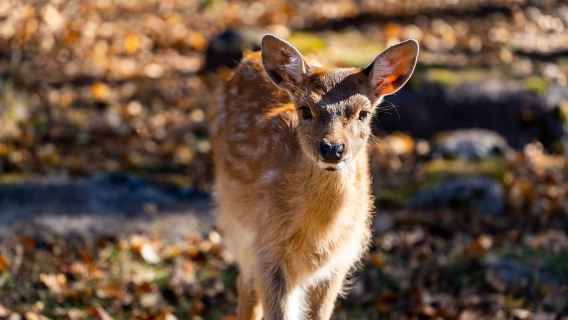 Jinshan Deer Park