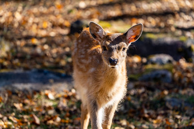Jinshan Deer Park
