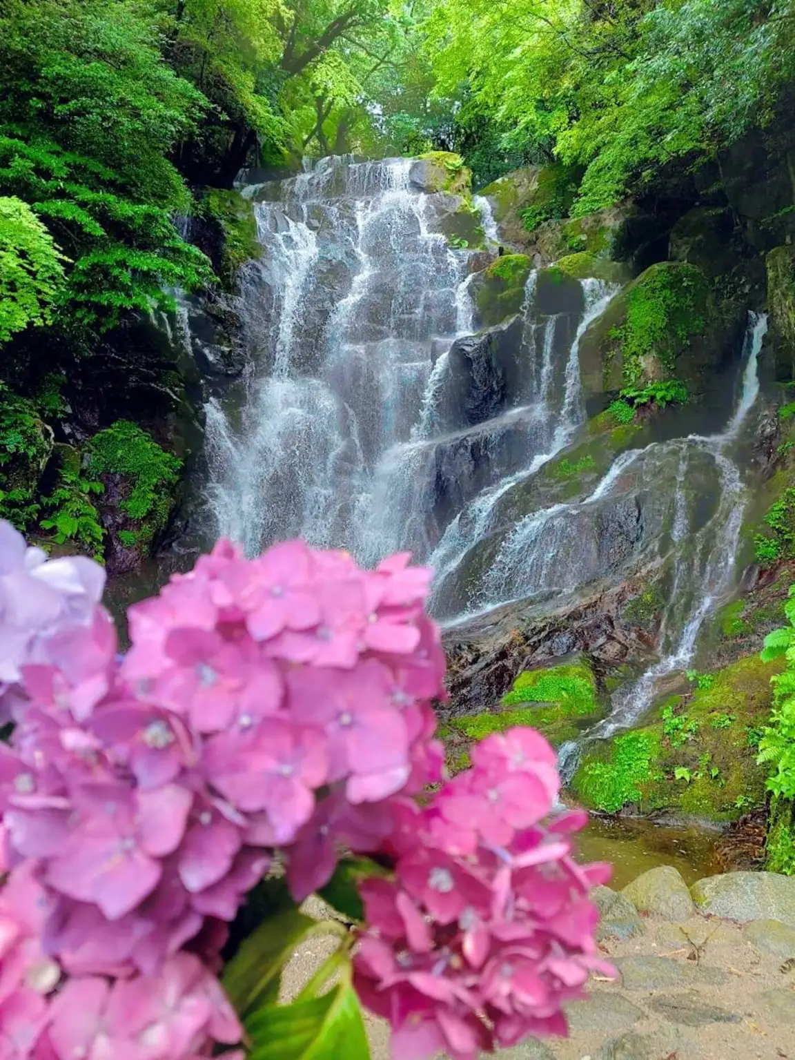 白絲瀑布紫陽花節 | 絲島市