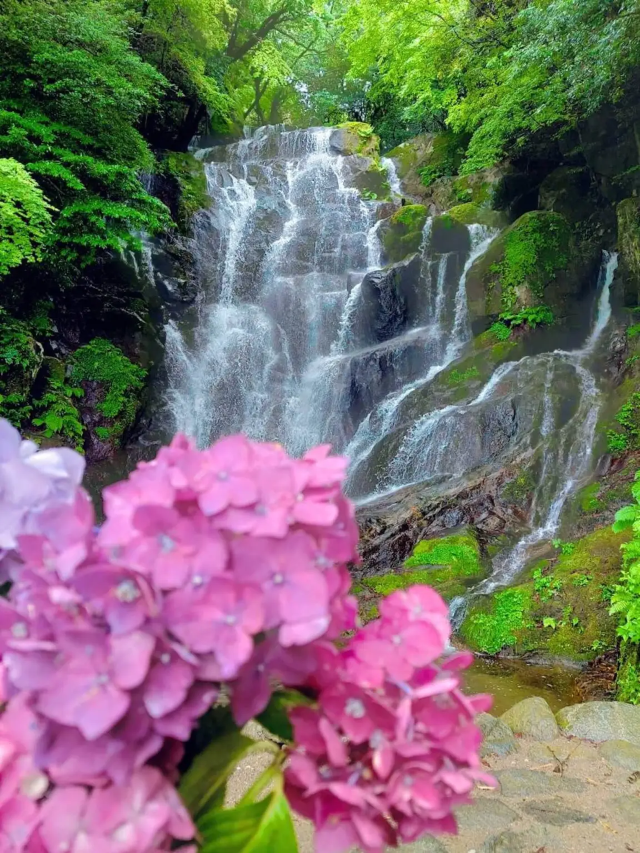 白絲瀑布紫陽花節 | 絲島市