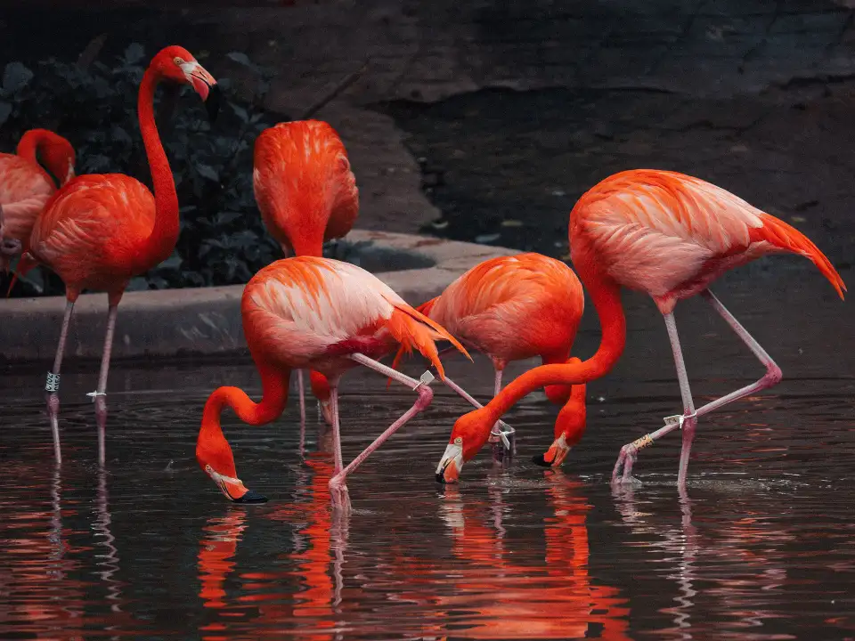 2_Guangzhou Zoo