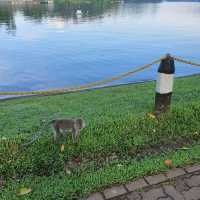 MacRitchie Reservoir