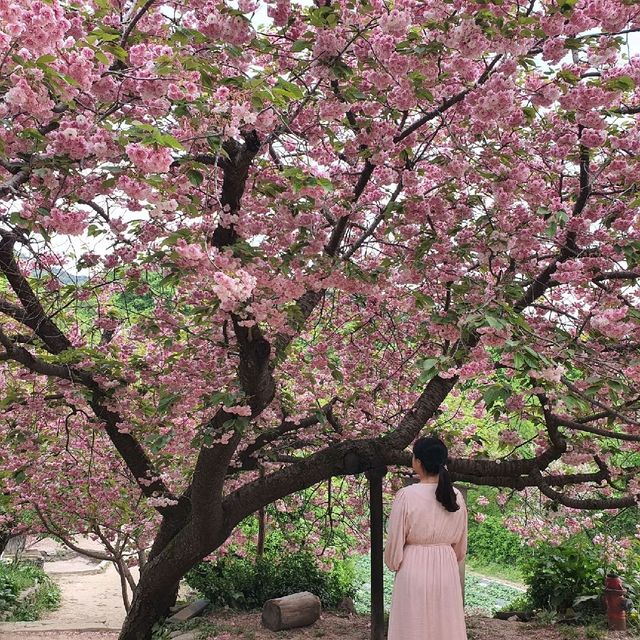 겹벚꽃과 청벚꽃 명소, 개심사