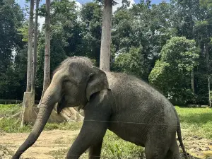 Kuala Gandah National Elephant Conservation Centre
