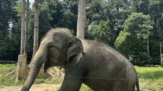 Kuala Gandah National Elephant Conservation Centre