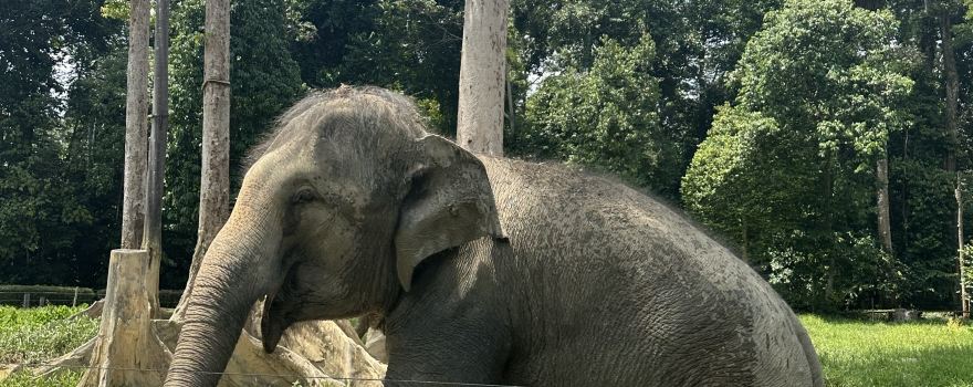 Kuala Gandah National Elephant Conservation Centre