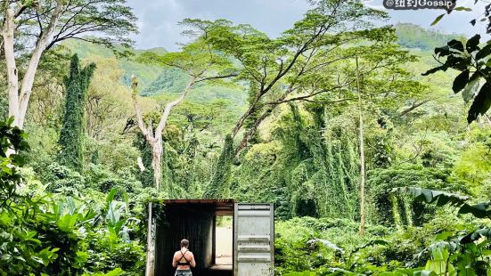 马诺阿瀑布（Manoa Falls）是Honolulu风景比