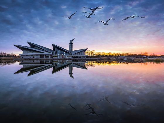 Yancheng Wetland National Nature Reserve Rare Birds