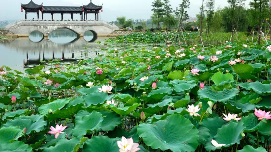 飛來湖濕地公園