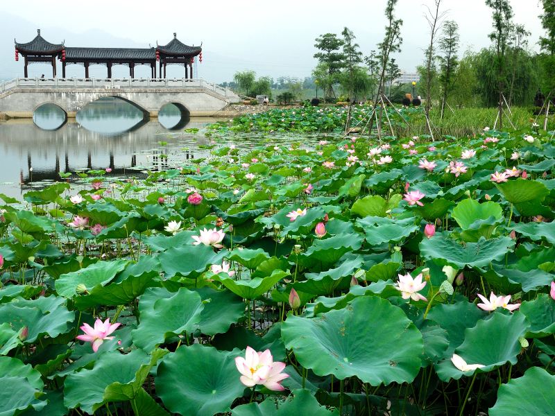 Feilai Lake Wetland Park