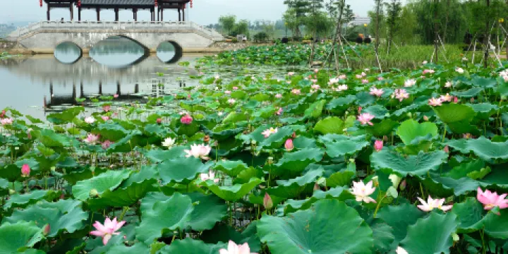 飛來湖濕地公園