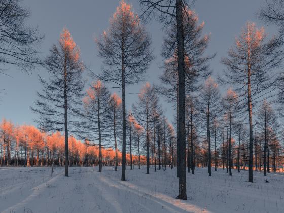 Saihanba Birch Forest