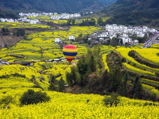 Jiangling Rape Flower Sightseeing