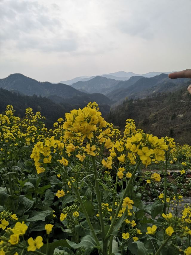 陽產土樓