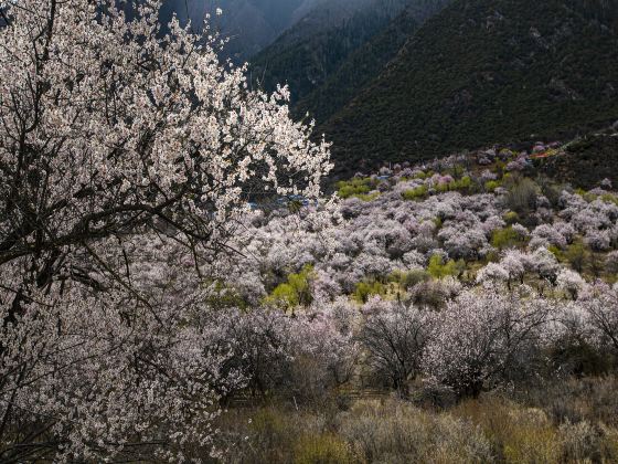 無量山櫻花谷