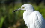 Clark County Wetlands Park