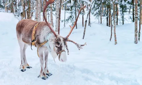 Ewenki Reindeer Park