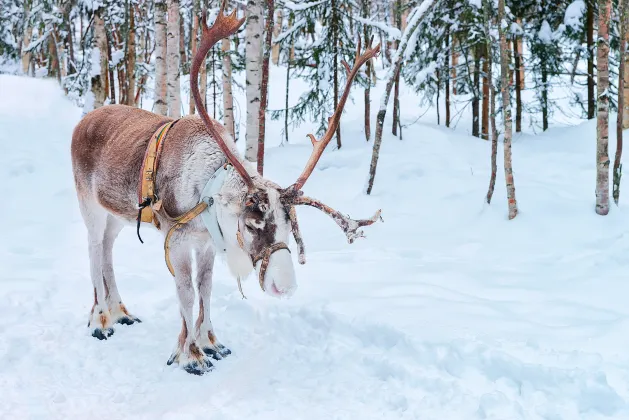 Отели с услугой баром в г. Мохэ