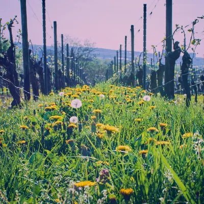 Отели с услугой спа в г. Бордо