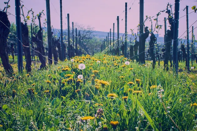 Отзывы об отеле Aparthotel Adagio Access Poitiers