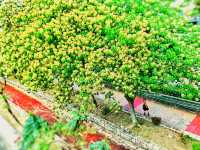 【唔駛迫嘅隱世打卡景點？】就算你住響大西北都未必知道嘅打卡位