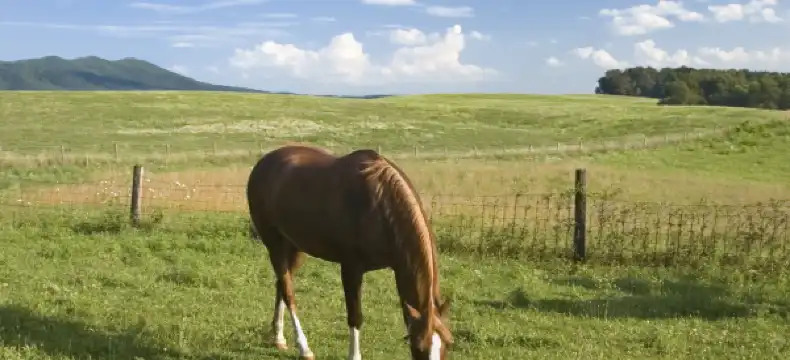 Hotels in Harrisonburg