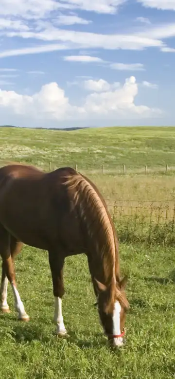 Homewood Suites by Hilton Unterkünfte in Harrisonburg