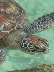 Mnarani Marine Turtles Conservation Pond