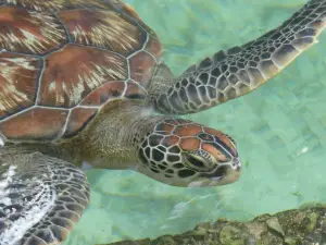 Mnarani Marine Turtles Conservation Pond