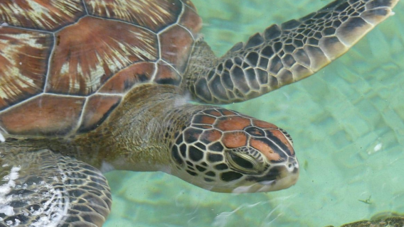 Mnarani Marine Turtles Conservation Pond