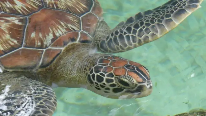Mnarani Marine Turtles Conservation Pond