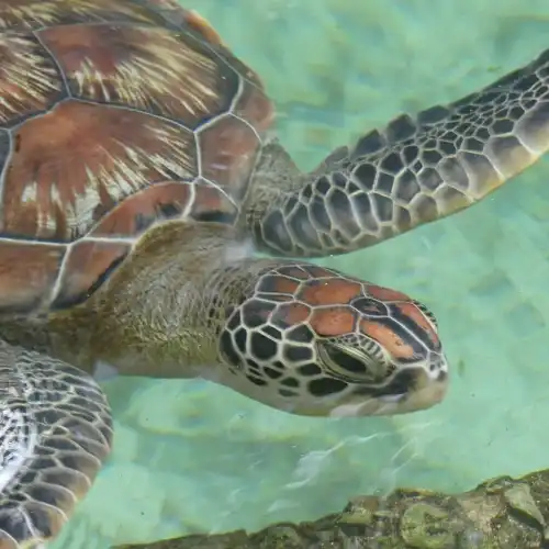 Nungwi Marine Turtles Mnarani
