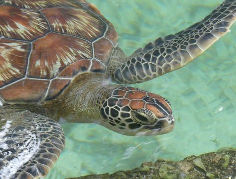 Nungwi Marine Turtles Mnarani