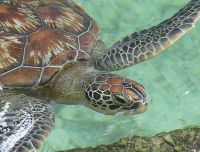 Nungwi Marine Turtles Mnarani