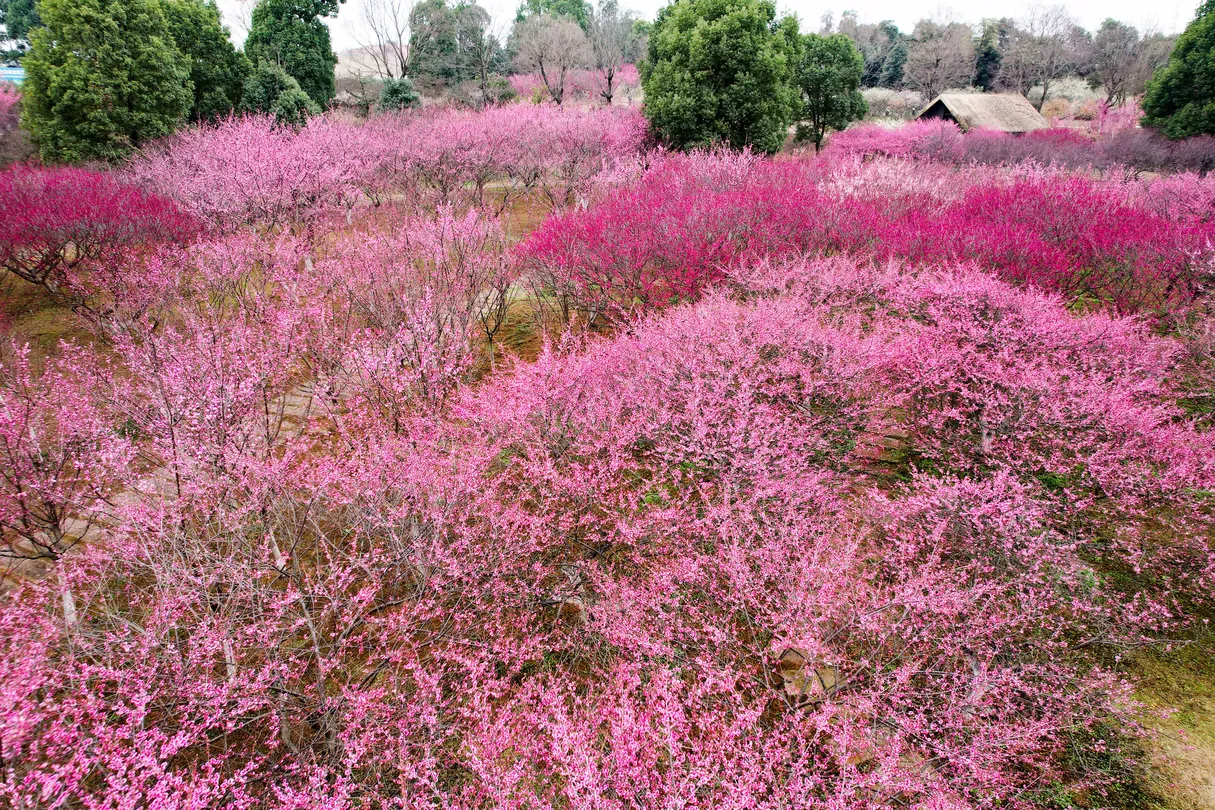 2_Oriental Beauty Park